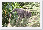 03LakeManyara - 27 * Savanah elephant.